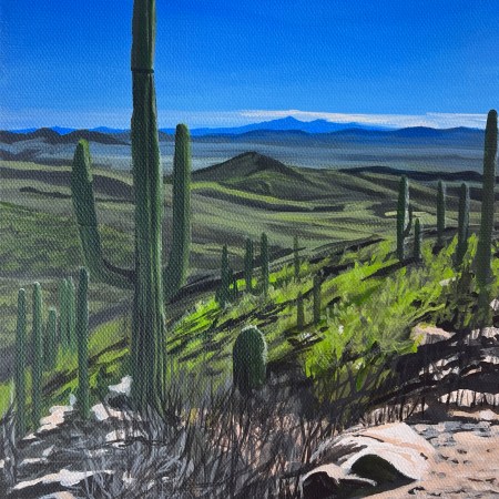 Saguaro Study 1